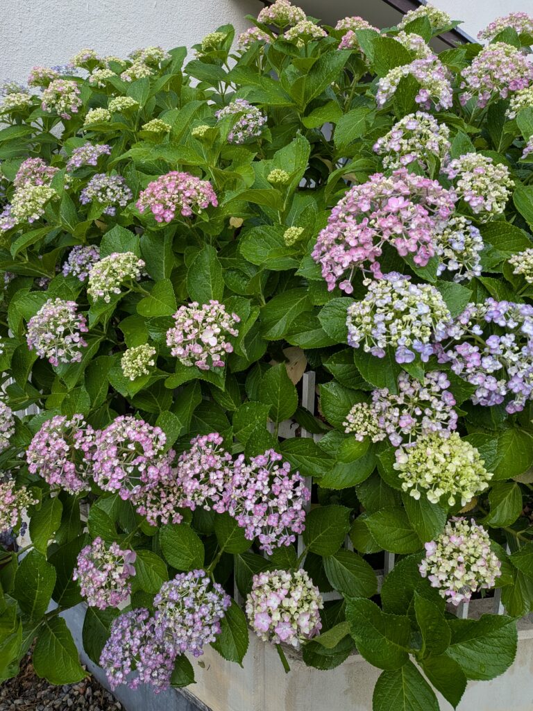 6月ですね、ご近所の紫陽花を。